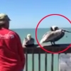 [생생영상] 펠리컨 입에 묶인 낚싯줄 풀어주는 남성