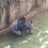 우리에 떨어진 3살 아이 끌고 다닌 고릴라, 결국은…