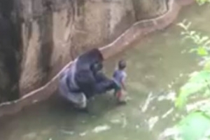 우리에 떨어진 3살 아이 끌고 다닌 고릴라, 결국은…