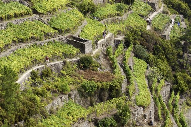 제주올레가 ‘우정의 길’ 협약을 맺은 친퀘테레 트레일. 오크나무 그늘과 향기 가득한 식물 사이로 포도가 빼곡히 있는 계단식 밭을 지나는 길로 유명하다. 친퀘테레 트레일 제공