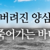 [카드뉴스]버려진 양심, 죽어가는 바다