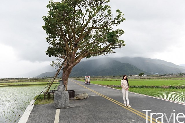 영화배우 금성무가 에바항공 광고를 찍으며 유명해진 나무. 모두가 이곳에서 기념사진을 찍는다. 2014년 태풍으로 쓰러진 나무를 주민들이 정성으로 다시 살렸다