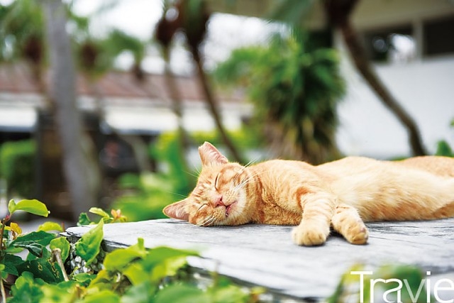 타이동의 고양이들은 사람과 가깝고 친하다. 야자수 그늘 아래 고양이의 낮잠이 달다