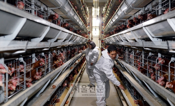 성지농원 축사에서 김응선, 최은희씨 부부가 닭 모이통을 점검하고 있다.  강성남 선임기자 snk@seoul.co.kr