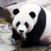 “더위 빨리도 왔네” 판다의 물속 피서