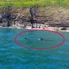 영국 해변 5.5m 돌묵상어 출몰... 피서객들 ‘화들짝’