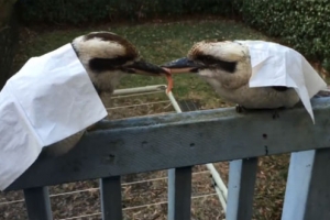 [별난영상] 먹이 갖고 30분 동안 기싸움하는 물총새