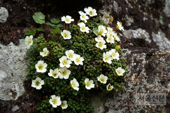 지구에서 가장 작은 나무로 알려진 돌매화가 한라산 백록담 벼랑에서 꽃을 피웠다. 한라산국립공원 관리사무소 제공 