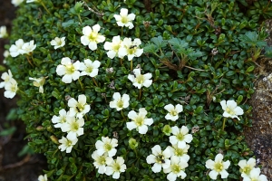 지구서 가장 키 작은 나무 ‘돌매화’ 한라산서 개화