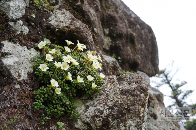 지구에서 가장 작은 나무로 알려진 돌매화가 한라산 백록담 벼랑에서 꽃을 피웠다. 한라산국립공원 관리사무소 제공 