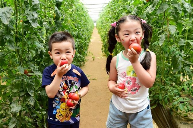 지난해 열린 퇴촌토마토축제를 찾은 어린 남매가 ‘수확 체험 농장’에서 직접 토마토를 따 먹으며 즐거워하고 있다. 경기 광주시 제공
