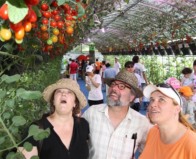 퇴촌토마토축제장을 찾은 외국인 관광객들이 방울토마토 터널에서 먹음직스럽게 잘 익은 토마토를 보며 활짝 웃고 있다. 경기 광주시 제공