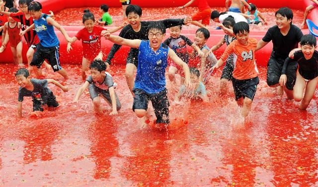 퇴촌토마토축제장을 찾은 관광객들이 토마토 풀장으로 앞다퉈 뛰어들고 있다. 경기 광주시 제공