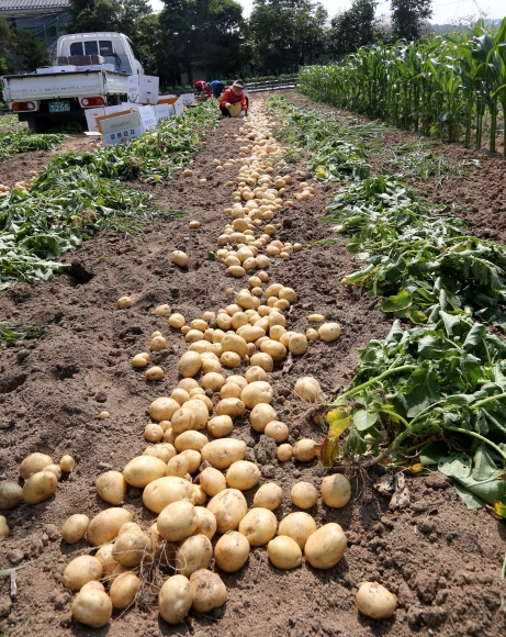 강원도 감자캐기 한창. 강릉 연합뉴스