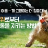 [카드뉴스] “뜨거운 여름… 개·고양이는 더 힘들다” 무더위로부터 반려동물 지키는 방법