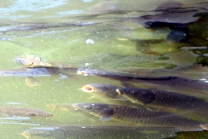 4대강 사업은 강 죽이기? 영산강도 수질 토양 크게 악화