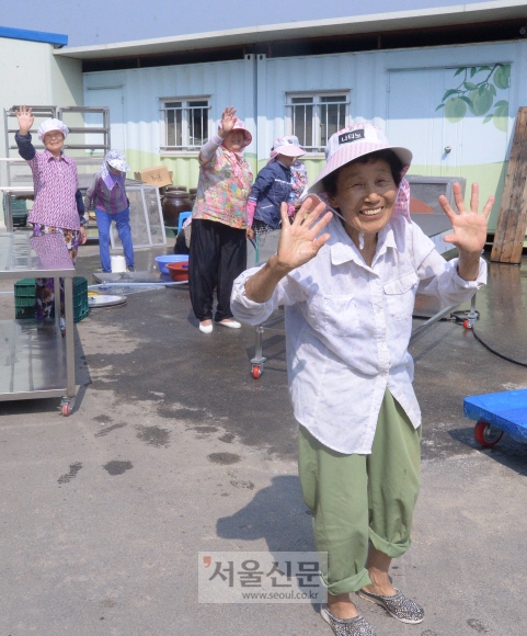 올미에서 일하던 할머니들이 방문한 손님들에게 손을 흔들며 환영 인사를 하고 있다. 이 곳에서 일하는 할머니 57명의 평균 나이는 76세다. 당진 최해국 선임기자 seaworld@seoul.co.kr