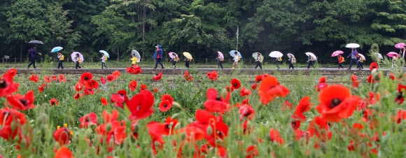경남 함양군 상림공원 인근 상림경관단지에 핀 양귀비 꽃.  함양군 제공