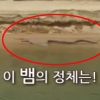 안동댐 아나콘다?…알고 보니 구렁이
