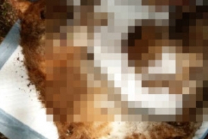 길고양이 새끼들 목 잘리는 등 잔혹하게 죽어