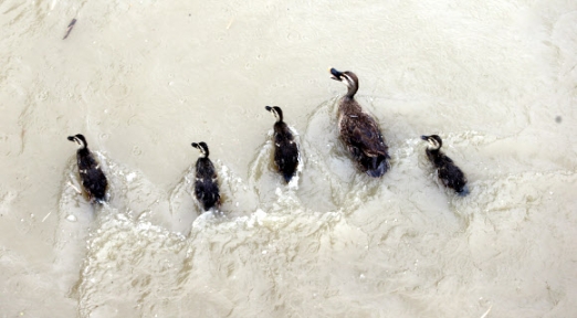‘엄마를 잘 따라와야해!’