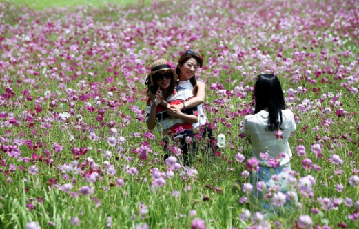 활짝 핀 코스모스 사이로…