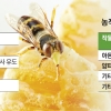 꿀벌 멸종 주범 ‘니코틴 살충제’ 한국에서는 여전히 펑펑 쓴다