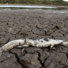 [한 컷 세상] 혹독한 가뭄에 쓰러진 파라과이 악어