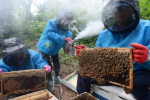 도시에서 나온 달달한 꿀 대령이오