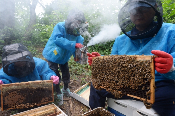 도시에서 나온 달달한 꿀 대령이오