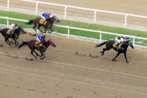 회원 7만 도박사이트 운영 500억 챙긴 조폭 등 검거