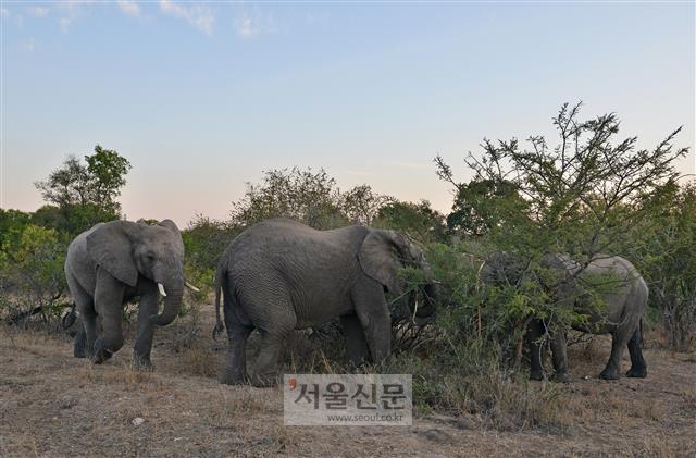 수명이 긴 사회적 종인 코끼리는 집단 내에서 서로 의지하도록 진화했다. 늙은 코끼리들은 어른들이 어떤 먹이를 먹는지, 어떻게 상호작용을 하는지 등 자기 세대의 경험을 어린 코끼리들에게 전수한다. 서울신문 DB