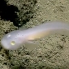 [별난영상] 유령 닮은 심해 물고기 포착