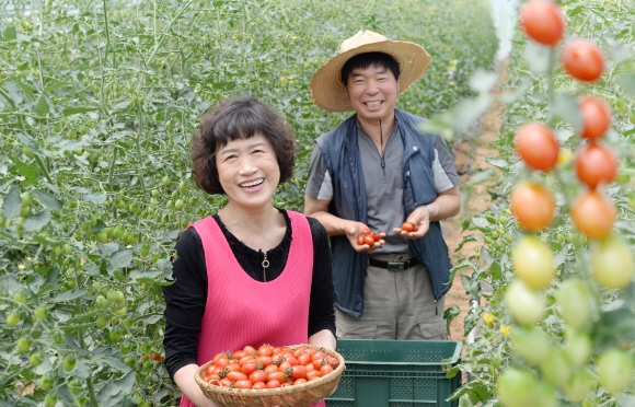 조재호·박응서씨 부부가 방울토마토를 수확하고 있다. 아산 강성남 선임기자 snk@seoul.co.kr 