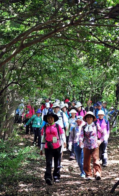 제주를 찾은 관광객들이 자연의 신비를 간직한 거문오름을 오르고 있다. 제주도 제공