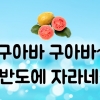 [카드뉴스] 구아바 구아바~ 한반도에 자라네~~
