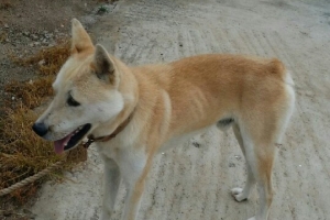 ‘사냥개 맞아?’ 개도둑에게 두 번이나 끌려간 천연기념물 바보 동경이