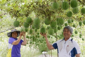 [新전원일기] 작아서 맛있고 나홀로 거뜬해 ‘애플 수박’ …넘치면 역효과 비료는 적당히 ‘농사 철학’