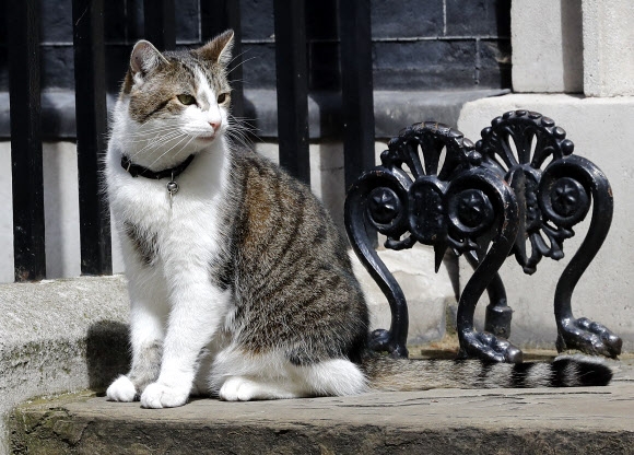 “저 유임됐어요” 캐머런 전 영국 총리 총애받은 수렵보좌관 고양이 래리