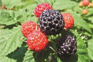 값 폭락 복분자      밭 갈아엎는 전북 농민