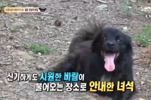 ‘동물농장’ 장봉도 검은 발바리의 슬픈 사연