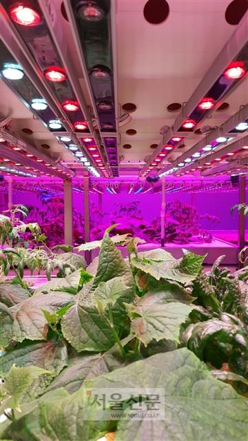 네덜란드 림뷔르흐주 펜로에 위치한 LED 조명 산학 연구소인 브라이트박스가 식물에 적색과 청색 LED 조명을 비추며 LED 광색에 따라 식물의 생장속도가 어떻게 달라지는지를 실험하고 있다.