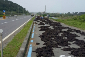 해산물 ‘점령’ 정류장 ‘불쑥’… 제주 라이더 “환상 아닌 환장”