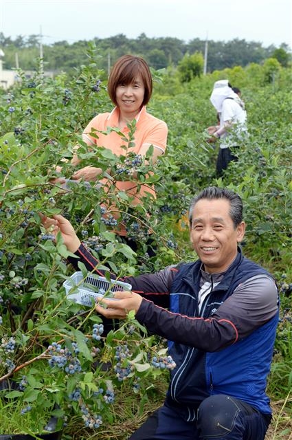 양재영씨 부부가 농장에서 다 익은 블루베리를 수확하고 있다. 정읍 강성남 선임기자 snk@seoul.co.kr