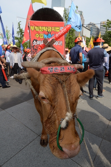 21일 서울 여의도 산업은행 앞에서 열린 김영란법 규탄 집회에 소 한마리가 구르마를 끌고 있다.  도준석 기자 pado@seoul.co.kr