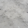 부산 광안리 개미떼는 날개미?…국민안전처 냄새 원인 규명 나서