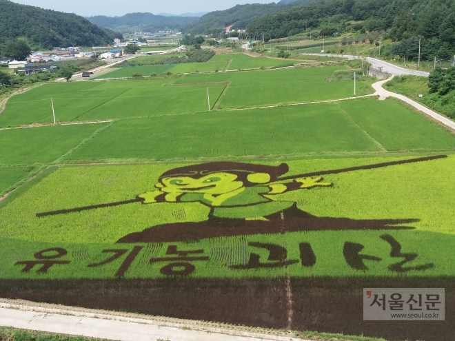충북 괴산군이 벼그림으로 연출한 손오공. 괴산군 제공 