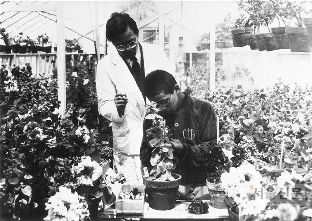 피튜니아 교배 지도하는 우장춘 박사