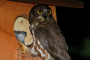 남산에서 천연기념물 솔부엉이 번식 확인