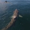 드론이 촬영한 플랑크톤 먹는 거대 돌묵상어떼